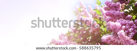 Spring border abstract blured background art with pink lilac flower  blossom. Beautiful nature scene with blooming tree and sun flare. Easter Sunny day.  Springtime.