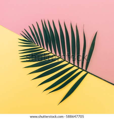 palm leaf on pink and yellow background. fashion minimalism