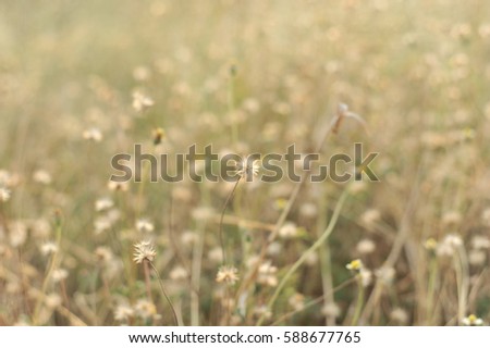 flowers grass in selective point focus