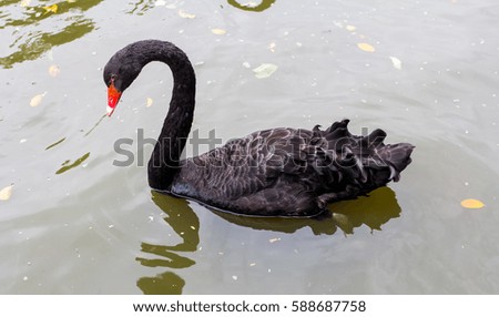 black swan looking for food