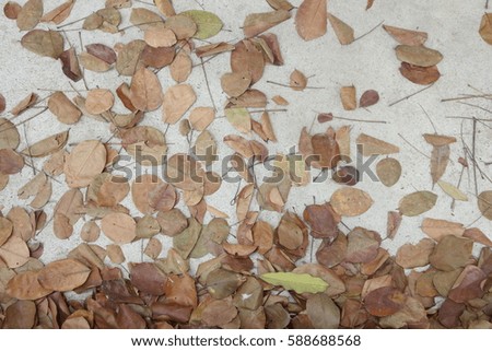 Falling old leafs on the floor in spring season.