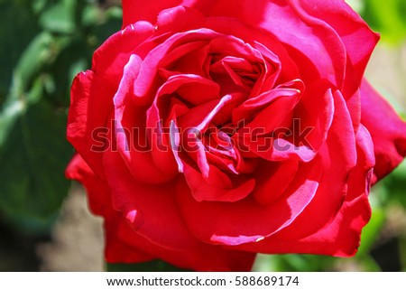  Rose. Beautiful flowers.