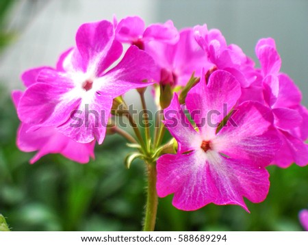 Phlox pink. Beautiful flowers. 