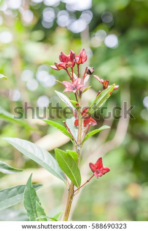Labisia pumila or Kacip Fatimah is a herb that is native to Malaysian rain forests, in which it's believed to contain benefits relating to women's health. Royalty-Free Stock Photo #588690323
