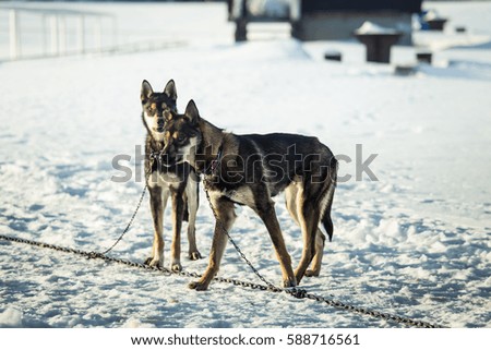 Long distance siberian sled dogs waiting for a race in Norway