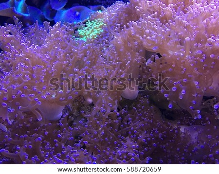 Neon coral , A marine aquarium 