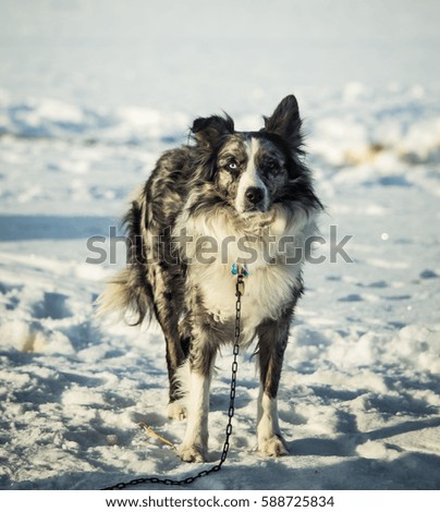 A beautiful portrait of a long distance siberian sled dog 