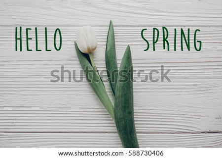 hello spring text fresh sign. stylish white tulip on rustic wooden table background top view. hello spring flat lay. soft light, tenderness atmospheric moment. minimalistic