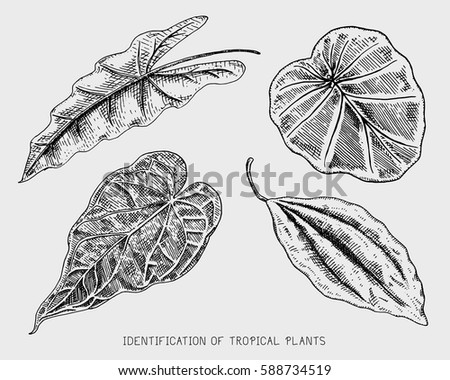 engraved, hand drawn tropical or exotic leaves isolated, leaf of different vintage looking plants. monstera and fern, palm with banana botany set.