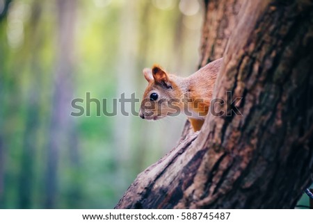 Cute red squirrel animal sitting on a branch of pine forest in sunny spring day in wildlife woods. Amazing picture of beautiful sunny squirrel animal sitting on tree in deep forest, squirrel animal