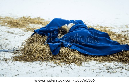 Long distance siberian sled dogs resting in blankets during the race in Norway
