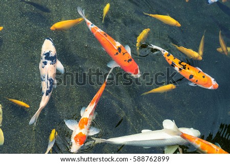 Many colorful KOI fishes in the pond