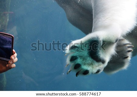 Polar Bear Swimming Royalty-Free Stock Photo #588774617