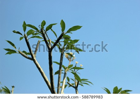 close-up of tree top and leaf with sky background