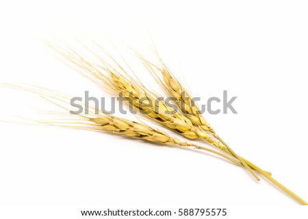 wheat isolated on white background Royalty-Free Stock Photo #588795575