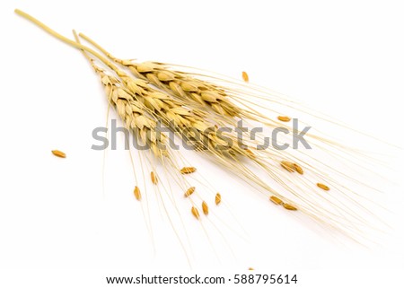 wheat isolated on white background Royalty-Free Stock Photo #588795614