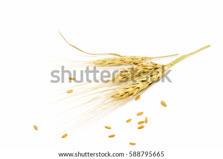 wheat isolated on white background Royalty-Free Stock Photo #588795665