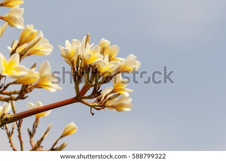 plumeria flower blooming on tree