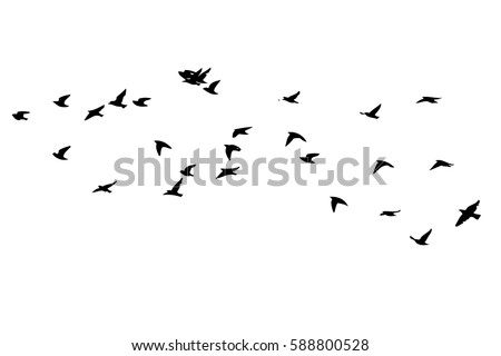 Flock of birds silhouette. Vector