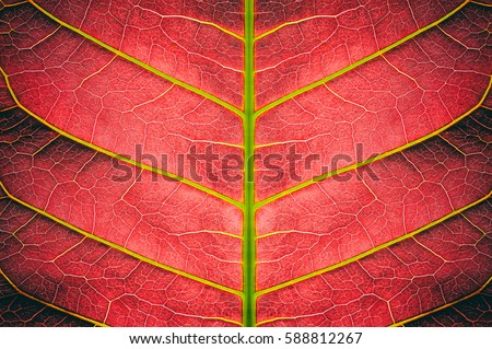 abstract red striped of foliage from nature, detail of leaf textured background Royalty-Free Stock Photo #588812267