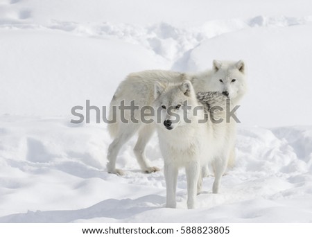 Portrait of two white watchful arctic wolves standing in the winter snow in Canada