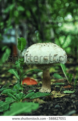 White mushroom amanita close up in summer