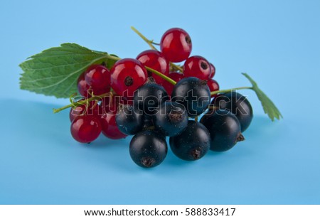 currant on a blue background closeup
