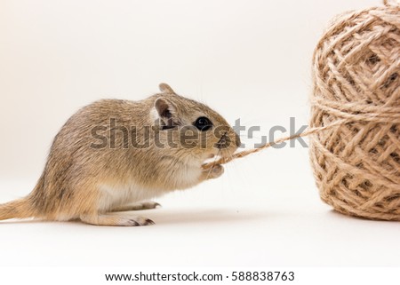 Fluffy cute rodent - gerbil on neutral background