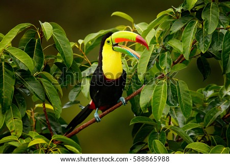 Toucan sitting on the branch in the forest, Boca Tapada, green vegetation, Costa Rica. Nature travel in central America. Keel-billed Toucan, Ramphastos sulfuratus, bird with big bill.