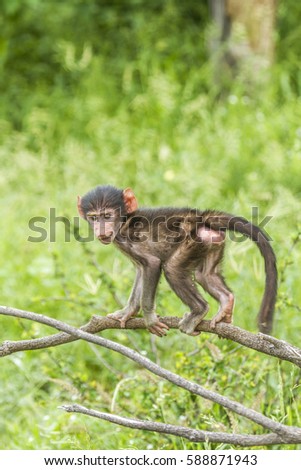 baby chacma baboon playing on a branch in kruger Park, South Africa