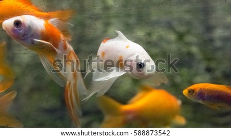 Beautiful colorful fish in the aquarium