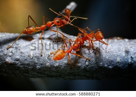 Macro shot of red ant fighting in nature. Red ant is very small. Selective focus, free space for text.