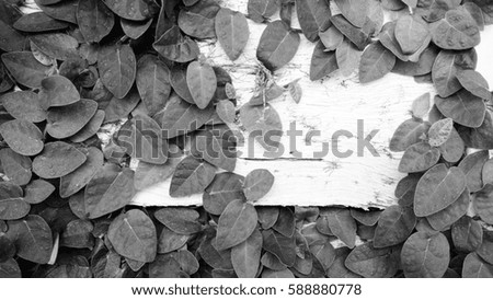 Ivy leaves on wood white background.