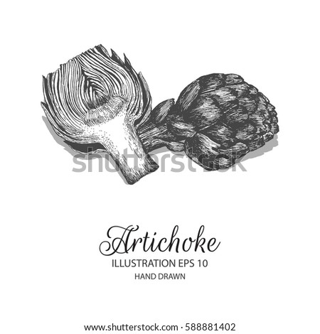 Artichoke hand drawn illustration by ink and pen sketch. Isolated vector elements design for fruit and vegetable products and health care goods.