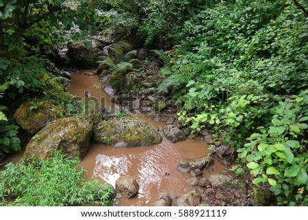 stream forest