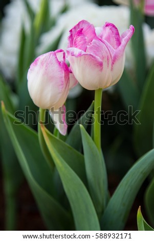 Flower tulips background. Beautiful view of red tulips under sunlight landscape at the middle of spring or summer.