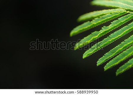 Low key Dark lighting Nature background, green leaves in natural light and shadow, symbolic of peaceful and safe the Earth or life or Zen with toned color and selective focus.