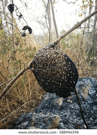 Honeybees swarm burnt In The Tree branch.
