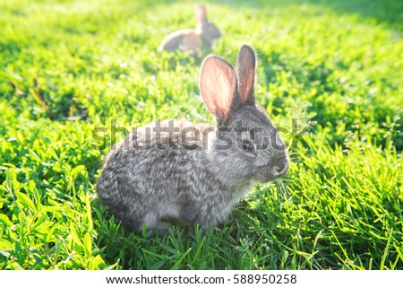 A cute grey bunny in a green grass in summer. Beautiful young small rabbit on the green grass in summer day.