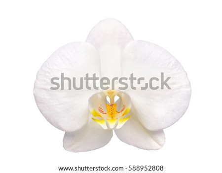 Beautiful flower Orchid, white phalaenopsis isolated on white background Royalty-Free Stock Photo #588952808