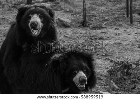 Indian bear in nature. Monochrome image of Indian Bear animal. 