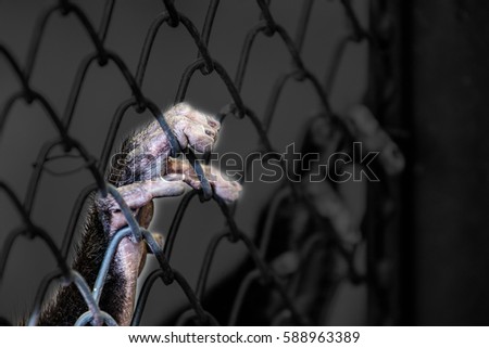 Monkey hand grab cage in concept help please