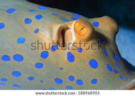 Bluespotted ribbontal stingray (Taeniura lymma) underwater in the coral reef of the Red Sea