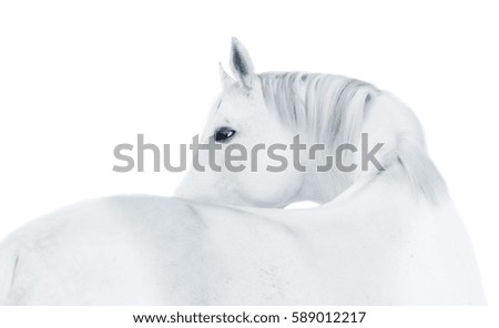 Portrait of white horse isolated on white background