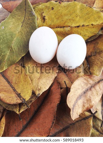 couple duck eggs on dry leaves