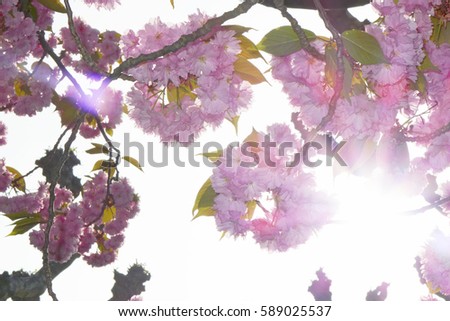 Cherry blossoms with a strong backlight