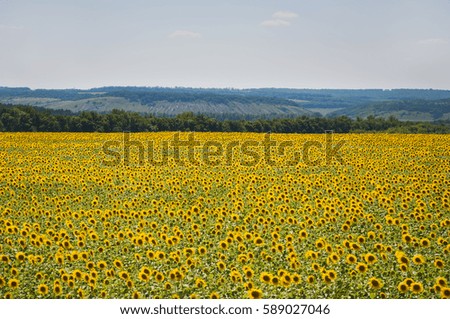July.Summer. Bloom bright yellow sunflowers.Behind the field - green trees.Behind trees chalk mountains are covered with forest.Ukraine