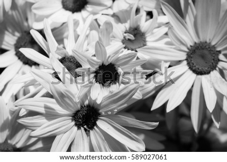 Pink daisies closeup. Macro. Black and white photo.