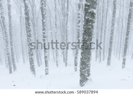 Lost in the woods of white cold darkness. Winter forest picture taken at Pineda de la Sierra, Spain.