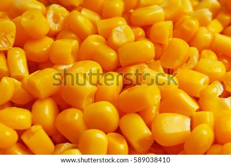 Corn texture. Yellow corns as background. Corn vegetable pattern. 
Background of bulk of yellow corn grains. Shiny corns.